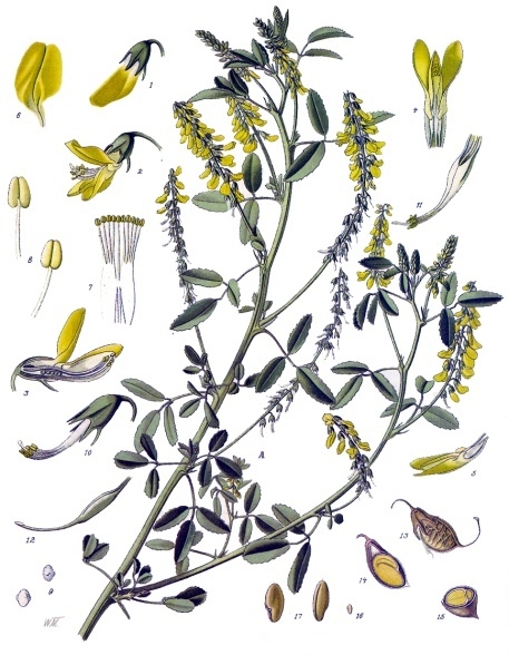 Steinklee - Von Franz Eugen Köhler, Köhler's Medizinal-Pflanzen - Public domain, https://commons.wikimedia.org/wiki/File:Melilotus_officinalis_-_Köhler–s_Medizinal-Pflanzen-093.jpg
