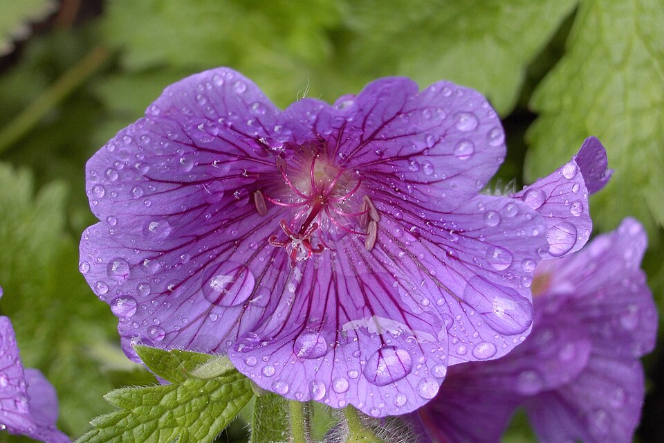 Storchenschnabel - Von No machine-readable author provided. Schatir assumed (based on copyright claims). - Public domain, https://commons.wikimedia.org/wiki/File:Blume-Storchenschnabel-Geranium.jpg