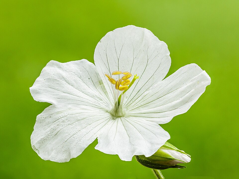 Storchschnabel - Von Dominicus Johannes Bergsma - CC BY-SA 4.0, https://commons.wikimedia.org/wiki/File:Bloem_geranium_pratense_'Galactic'._30-05-2024_(d.j.b.).jpg
