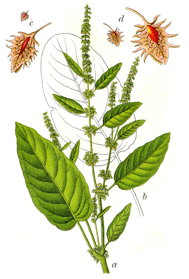 Stumpfblättriger Ampfer - Von Johann Georg Sturm (Painter: Jacob Sturm) - Public domain, https://commons.wikimedia.org/wiki/File:Rumex_obtusifolius_Sturm48.jpg