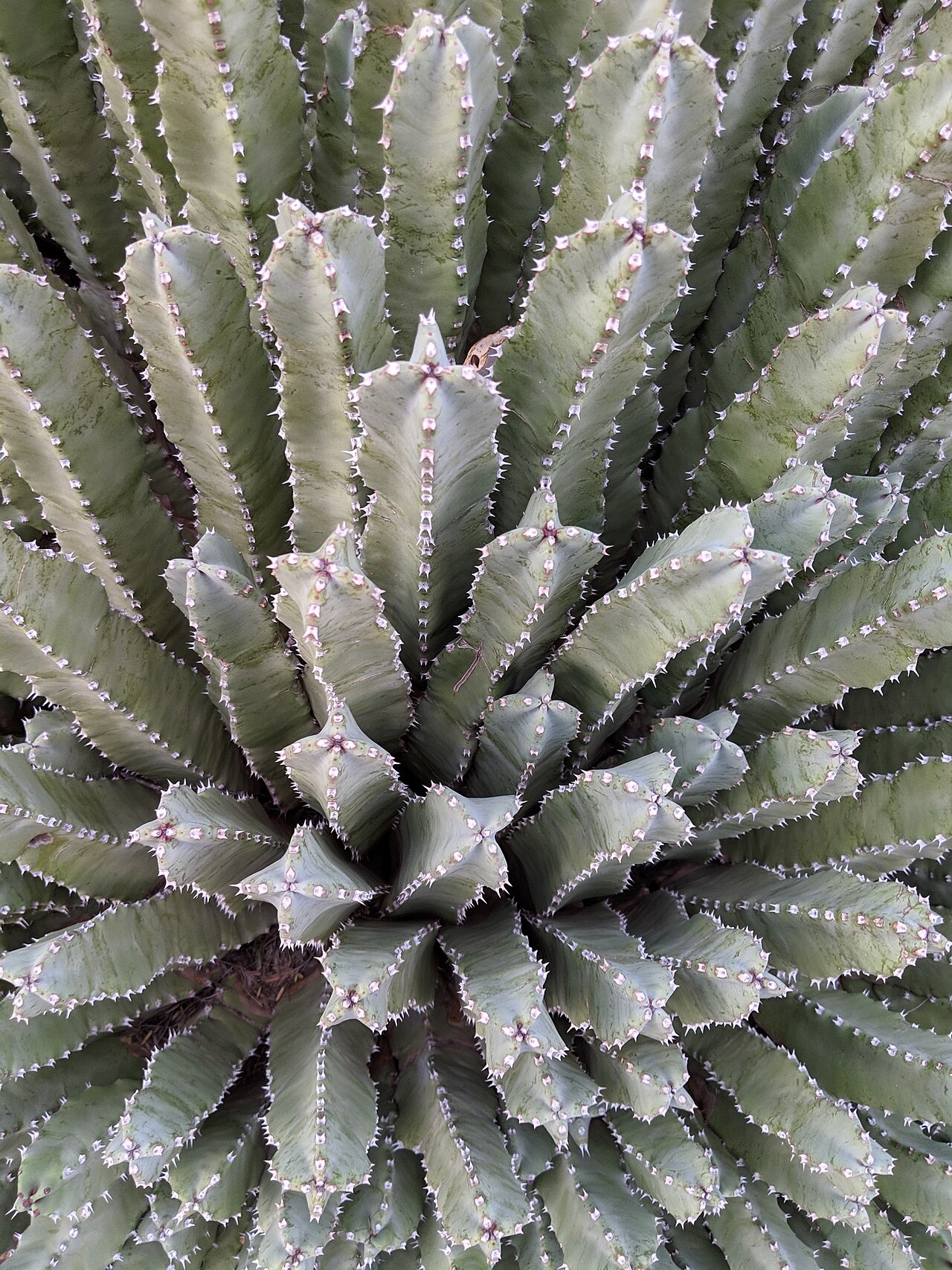 Sukkulenten - Von FuriousYogi - CC BY-SA 4.0, https://commons.wikimedia.org/wiki/File:Close_up_of_succulent_-_3.jpg
