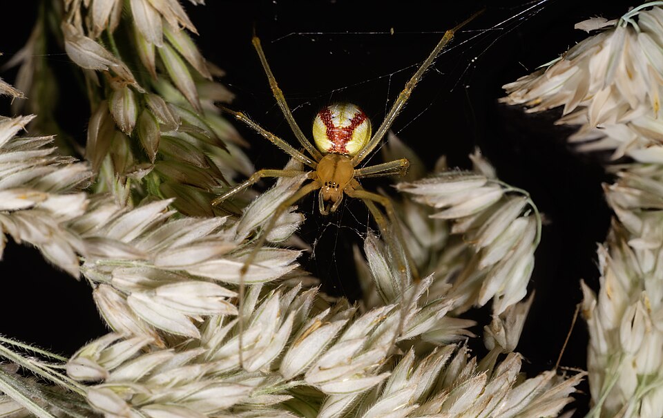 Süssgräser - Von Didier Descouens - CC BY-SA 4.0, https://commons.wikimedia.org/wiki/File:(MHNT)_Enoplognatha_ovata_female_on_Holcus_lanatus.jpg