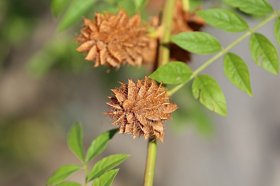 Süssholz - Von W. Bulach - CC BY-SA 4.0, https://commons.wikimedia.org/wiki/File:00_0838_Frucht_der_Pflanze_„Echtes_Süssholz“_(Glycyrrhiza_glabra).jpg