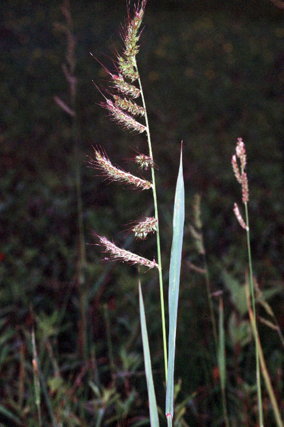 Süßgras - Von Robert H. Mohlenbrock. USDA SCS. 1989. Midwest wetland flora: Field office illustrated guide to plant species. Midwest National Technical Center, Lincoln. Courtesy of USDA NRCS Wetland Science Institute. - Public domain, https://commons.wikimedia.org/wiki/File:Echinochloa_crus-galli01.jpg
