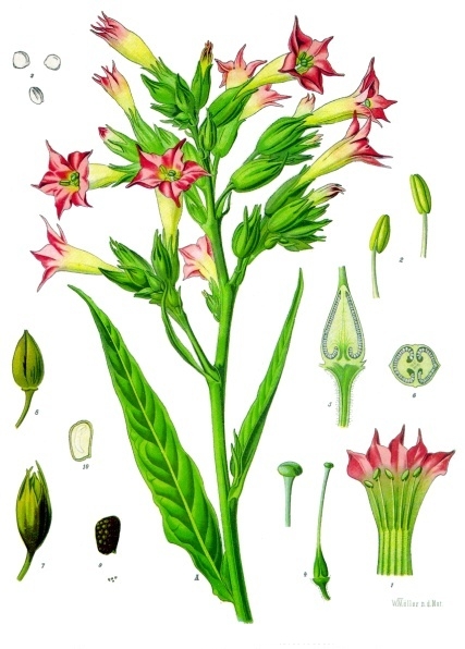 Tabak - Von Franz Eugen Köhler, Köhler's Medizinal-Pflanzen - Public domain, https://commons.wikimedia.org/wiki/File:Nicotiana_tabacum_-_Köhler–s_Medizinal-Pflanzen-098.jpg