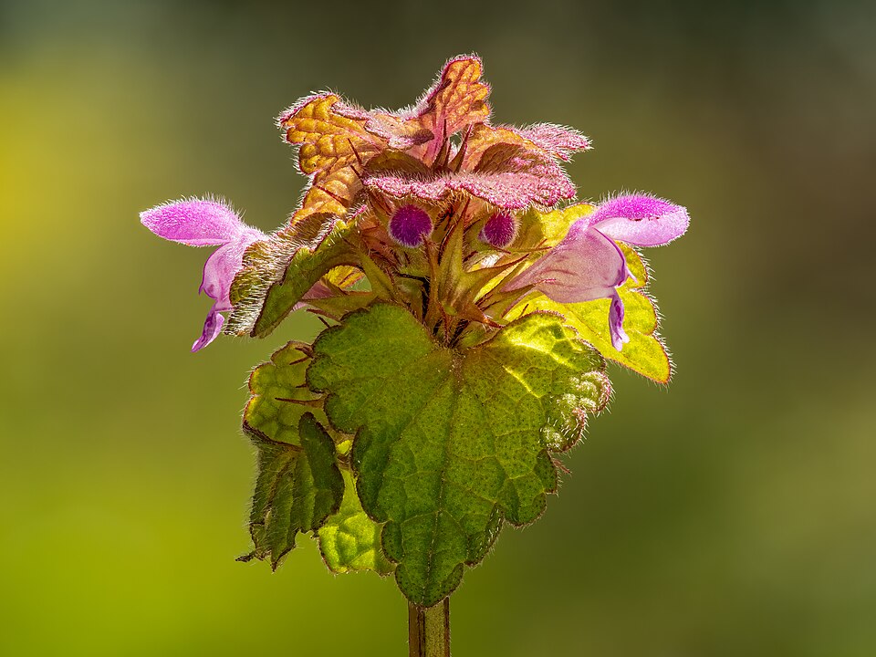 Taubnessel - Von Ermell - CC BY-SA 4.0, https://commons.wikimedia.org/wiki/File:Purpurrote_Taubnessel_(Lamium_purpureum)_focus_stacking-20230410-RM-123652.jpg