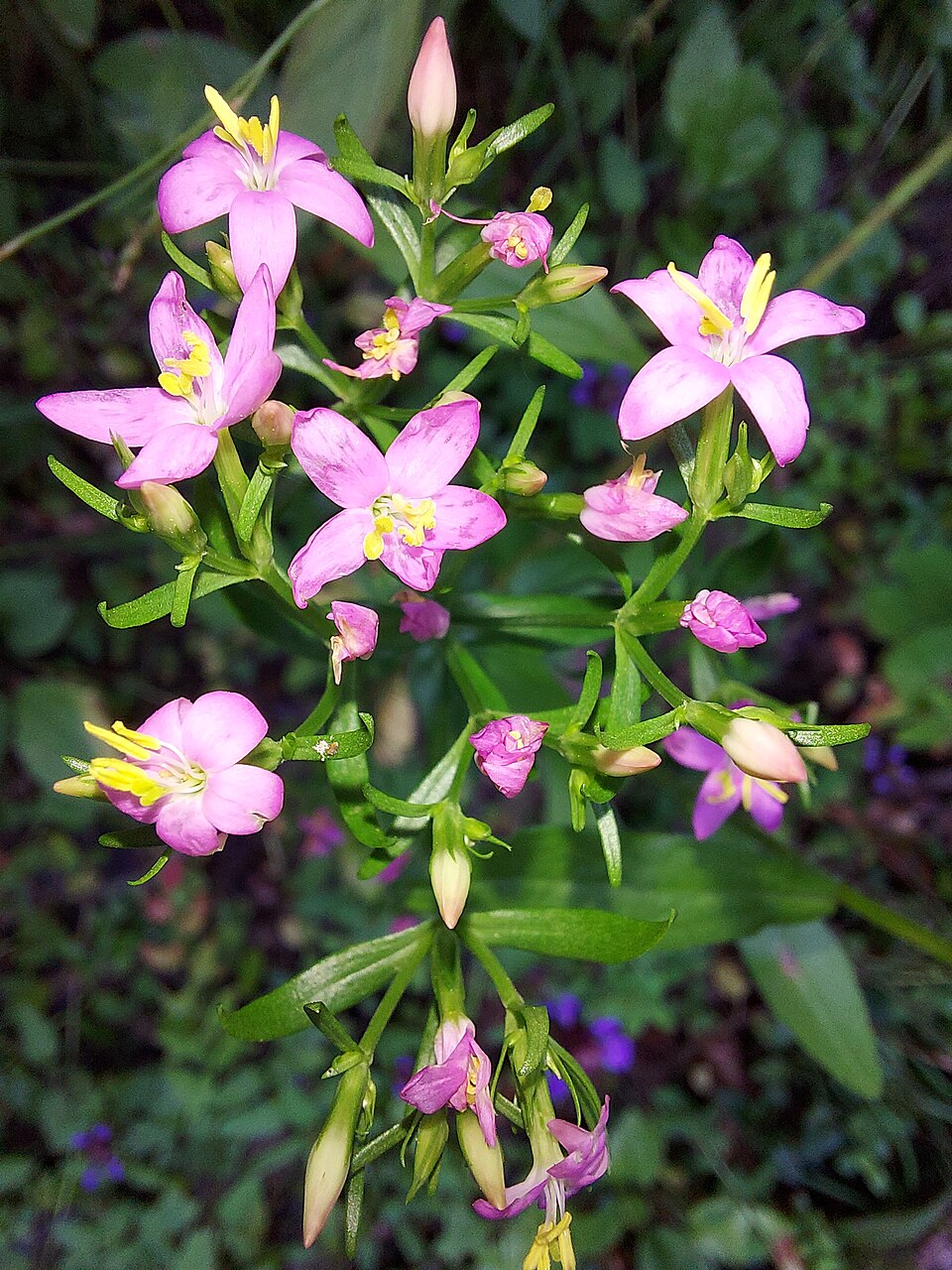 Tausendgüldenkraut - Von Haircutter - CC BY-SA 4.0, https://commons.wikimedia.org/wiki/File:Centaurium_erythraea_(Echtes_Tausendgüldenkraut)_324.jpg