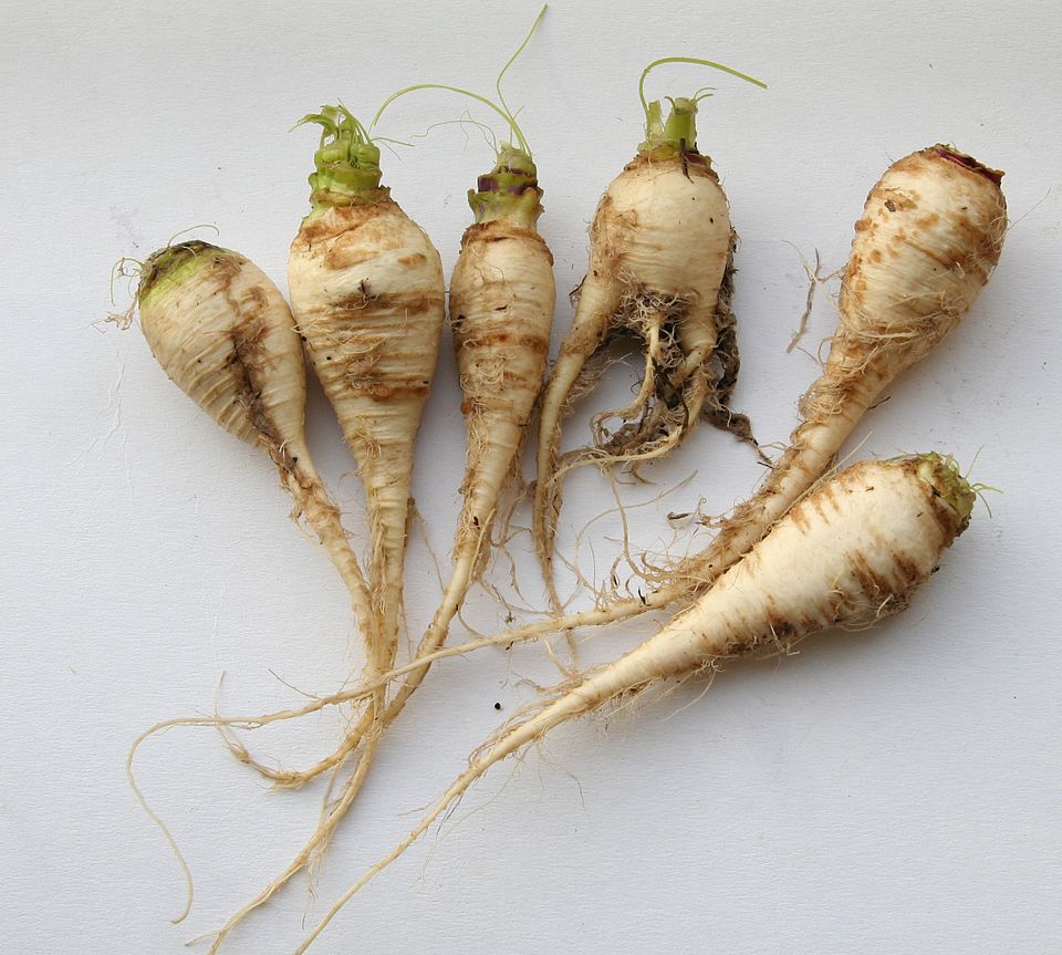 Teltower Rübchen - Von No machine-readable author provided. Karpe~commonswiki assumed (based on copyright claims). - CC BY 2.5, https://commons.wikimedia.org/wiki/File:Brassica_rapa_ssp_rapa_var_pygmaea.jpg
