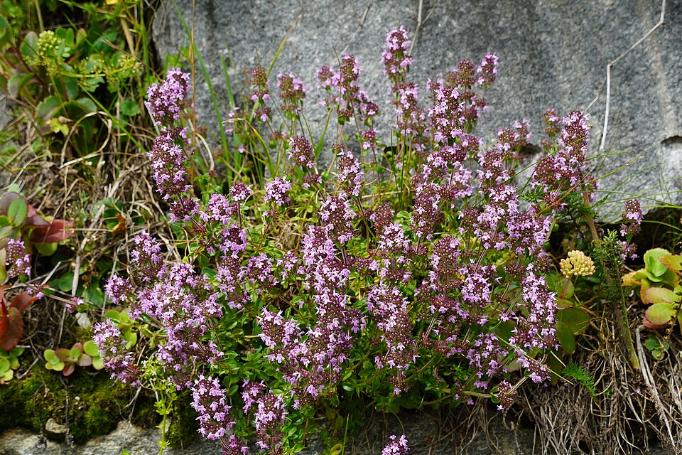 Thymian - Von Naturpuur - CC BY 4.0, https://commons.wikimedia.org/wiki/File:Thymian_(Thymus_vulgaris),_Nationalpark_Hohe_Tauern.jpg