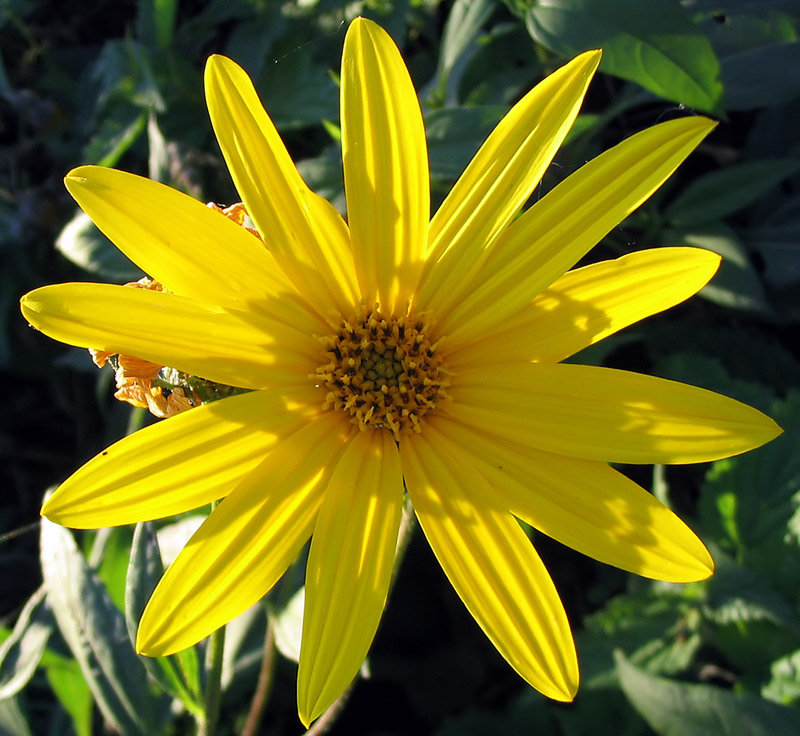 Topinambur - Von Darkone, 8. September 2004 - CC BY-SA 2.0, https://commons.wikimedia.org/wiki/File:Topinambur_Helianthus_tuberosus_2.jpg