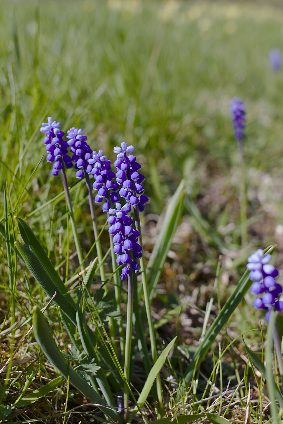 Traubenhyazinthe - Von Zinnmann - CC BY-SA 3.0, https://commons.wikimedia.org/wiki/File:20190421_Muscari_botryoides.jpg