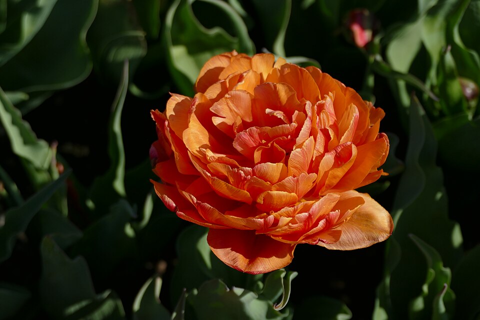 Tulpe - Von Kritzolina - CC BY-SA 4.0, https://commons.wikimedia.org/wiki/File:Tulpe_'Caracas'_im_botanischen_Garten_in_München.jpg