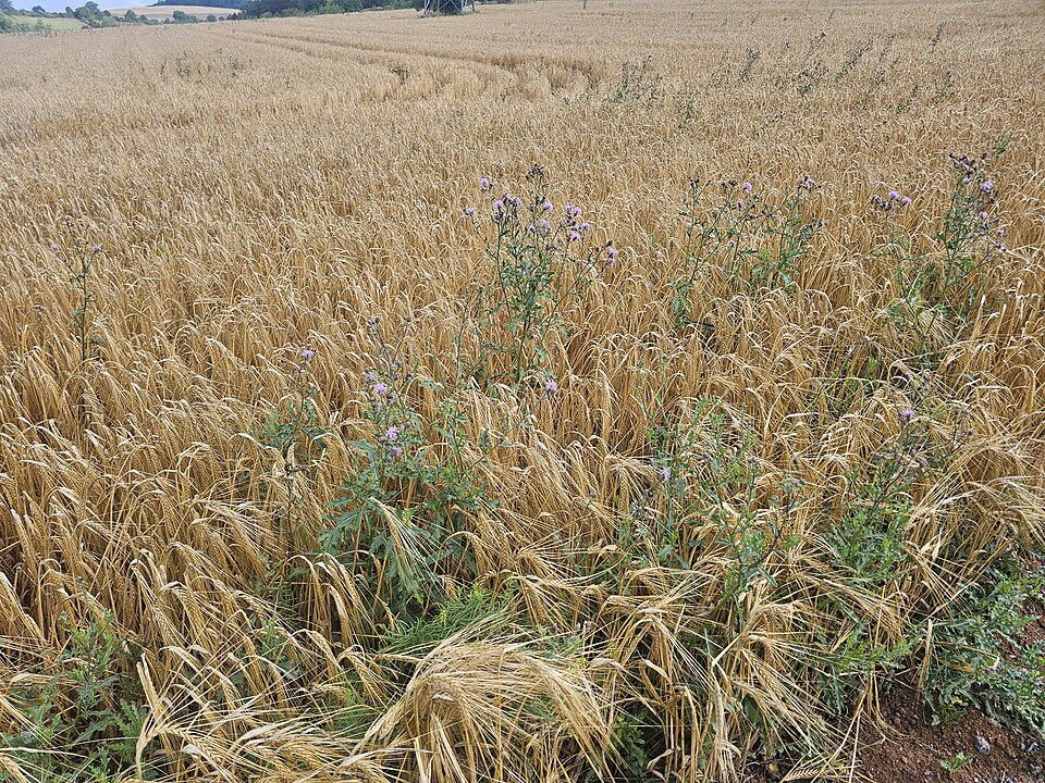 Unkraut - Von Triplec85 - CC BY-SA 4.0, https://commons.wikimedia.org/wiki/File:Unkraut_im_Kornfeld_in_Tauberbischofsheim.jpg