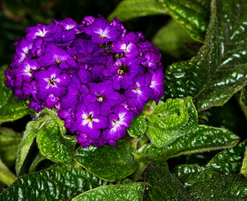 Vanilleblume - Von Hedwig Storch - CC BY-SA 3.0, https://commons.wikimedia.org/wiki/File:1024_Heliotropium_arborescens_-_Vanilleblume_(Sonnenwende)-1117.jpg