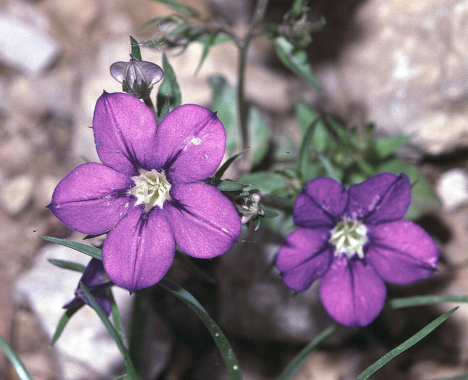 Venus-Frauenspiegel - Von Fornax at German Wikipedia. Uploader to Commons is Körnerbrötchen. - Public domain, https://commons.wikimedia.org/wiki/File:Legousia_speculum-veneris1_eF.jpg