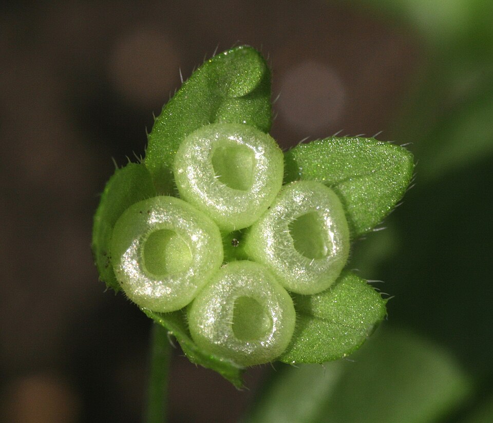 Wald-Nabelnüsschen - Von Vojtěch Zavadil - CC BY-SA 3.0, https://commons.wikimedia.org/wiki/File:3059-Omphalodes_scorpioides-Děvín-4.12.JPG
