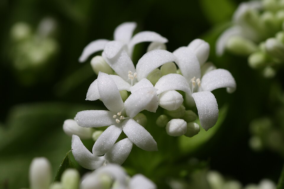 Waldmeister - Von Björn Traeger - CC BY-SA 3.0, https://commons.wikimedia.org/wiki/File:Galium_odoratum_Flower.JPG