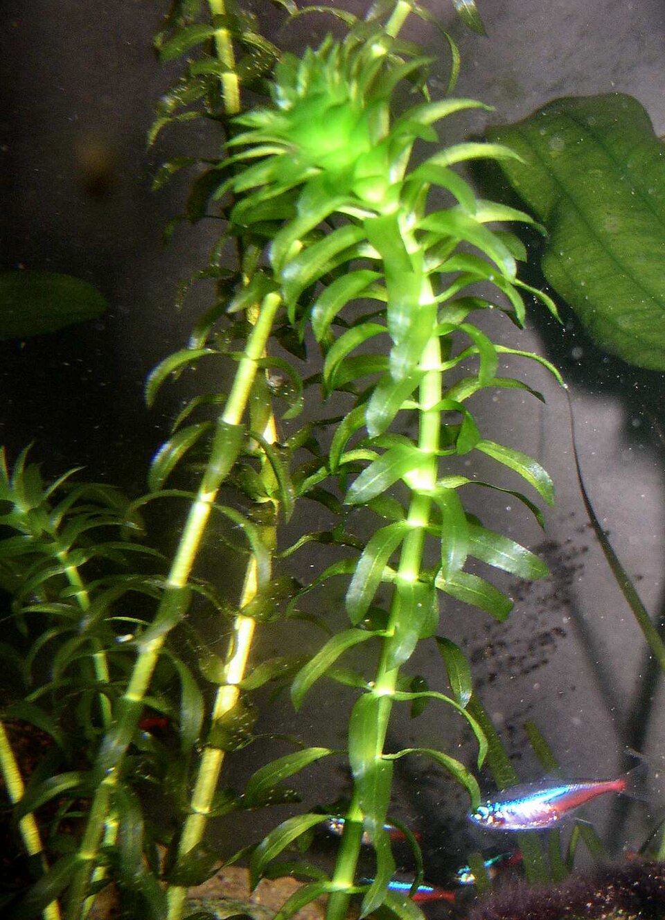 Wasserpest - Von Ernst Schütte - CC BY-SA 3.0, https://commons.wikimedia.org/wiki/File:Wasserpest.jpg