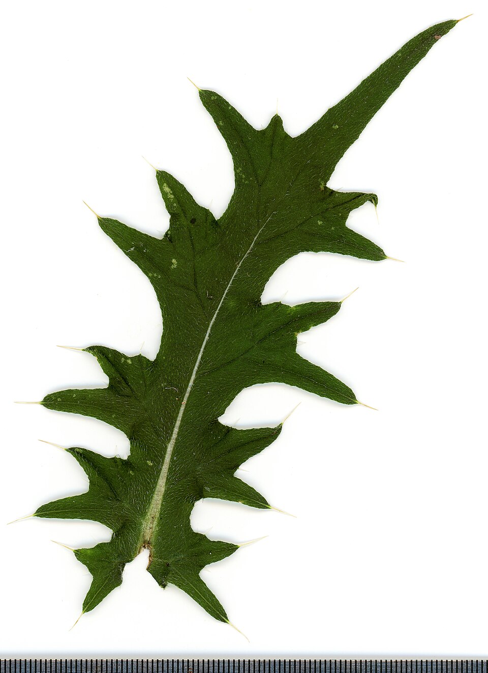 Weg-Distel - Von Dmitry Makeev - CC BY-SA 4.0, https://commons.wikimedia.org/wiki/File:2020_year._Herbarium._Carduus_acanthoides._img-009.jpg