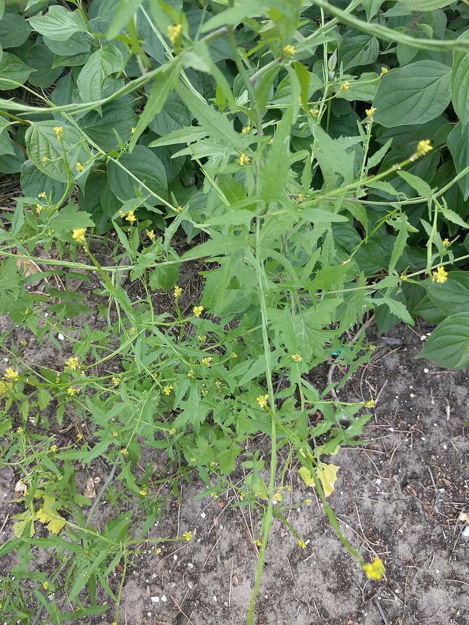Weg-Rauke - Von Michel Langeveld - CC BY-SA 4.0, https://commons.wikimedia.org/wiki/File:Sisymbrium_officinale_95510566.jpg