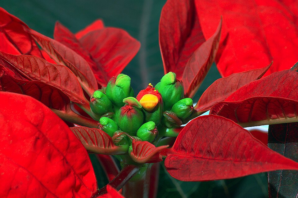 Weihnachtsstern - Von André Karwath aka Aka - CC BY-SA 2.5, https://commons.wikimedia.org/wiki/File:Detailaufnahme_Weihnachtsstern_-_groß.jpg