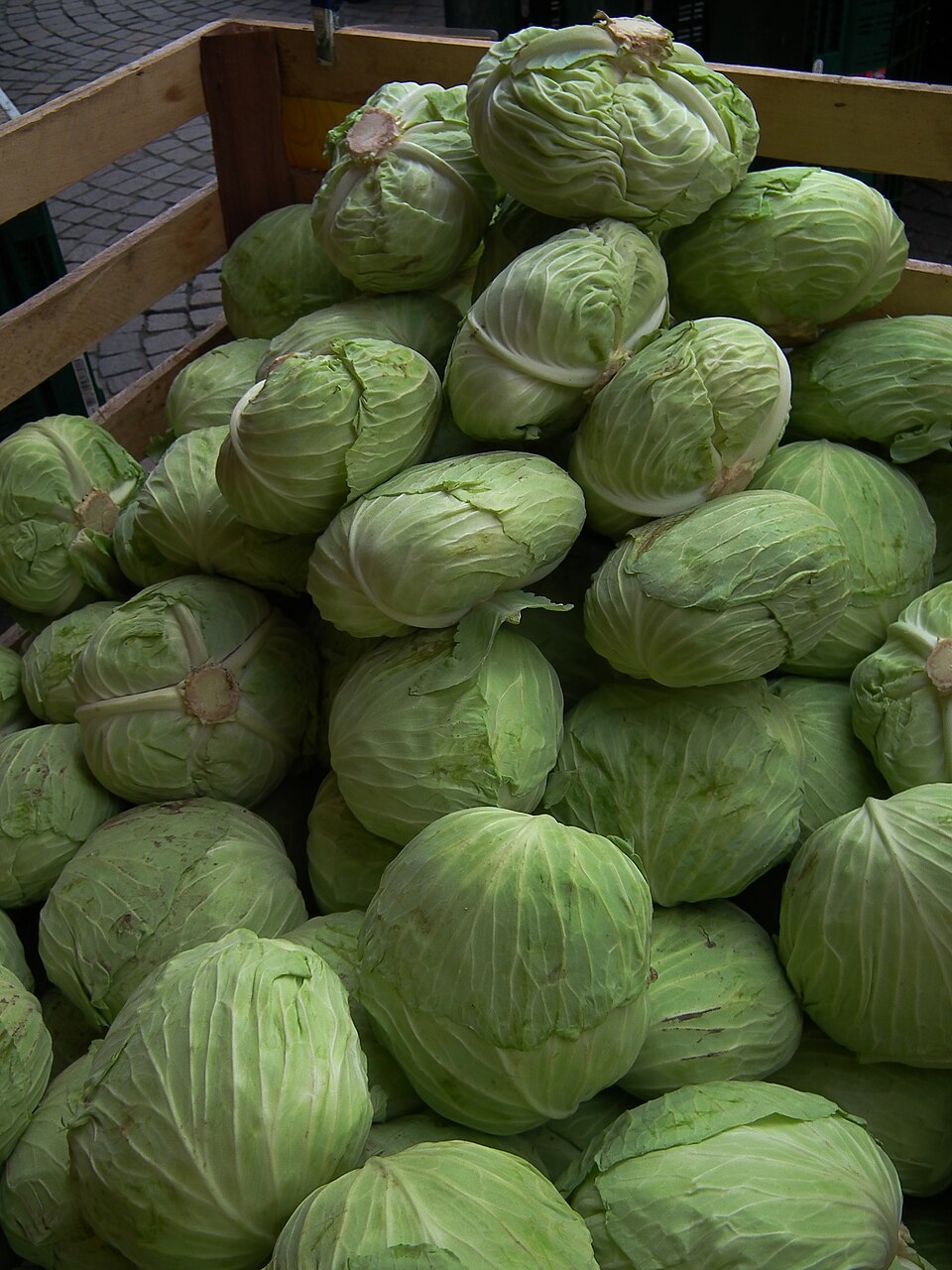 Weißkohl - Von 4028mdk09 - CC BY-SA 3.0, https://commons.wikimedia.org/wiki/File:Weißkohl_Brassica_oleracea_var._capitata_2011.JPG
