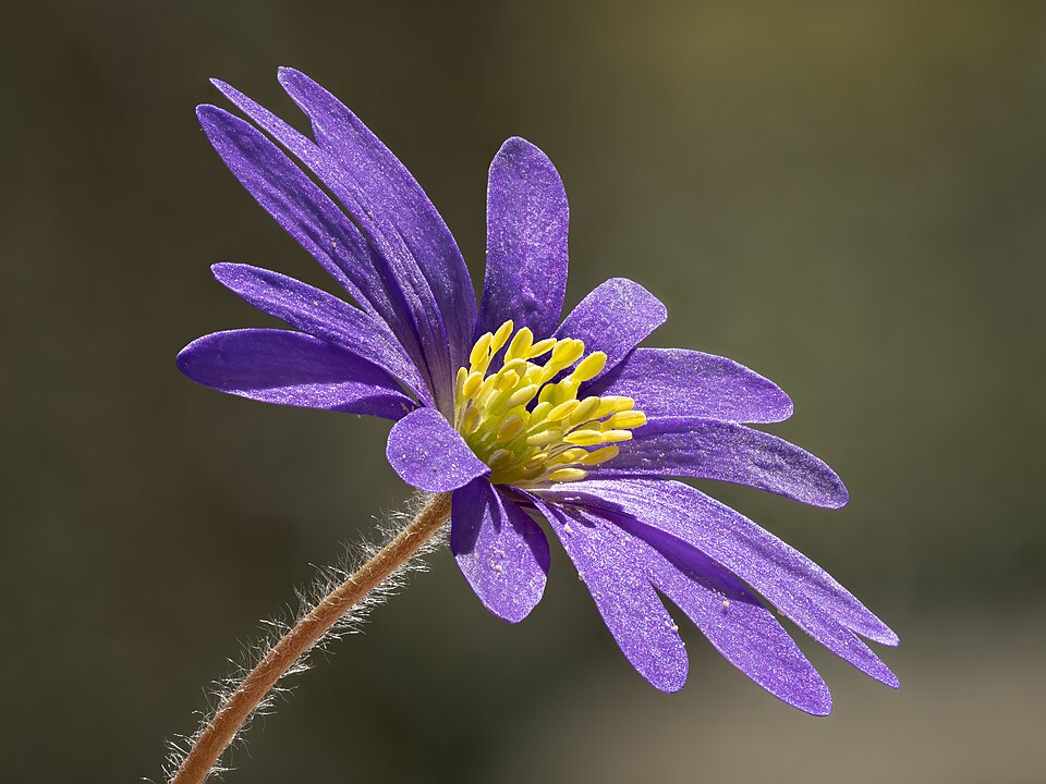 Windröschen - Von Ermell - CC BY-SA 4.0, https://commons.wikimedia.org/wiki/File:Balkan_Windröschen_(Anemone_blanda)-20230407-RM-124525.jpg