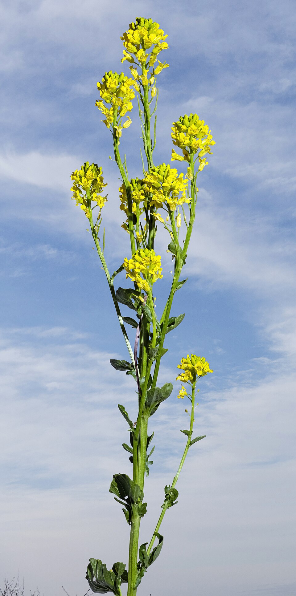 Winterkresse - Von Didier Descouens - CC BY-SA 4.0, https://commons.wikimedia.org/wiki/File:(MHNT)_Barbarea_vulgaris_-_Habit.jpg