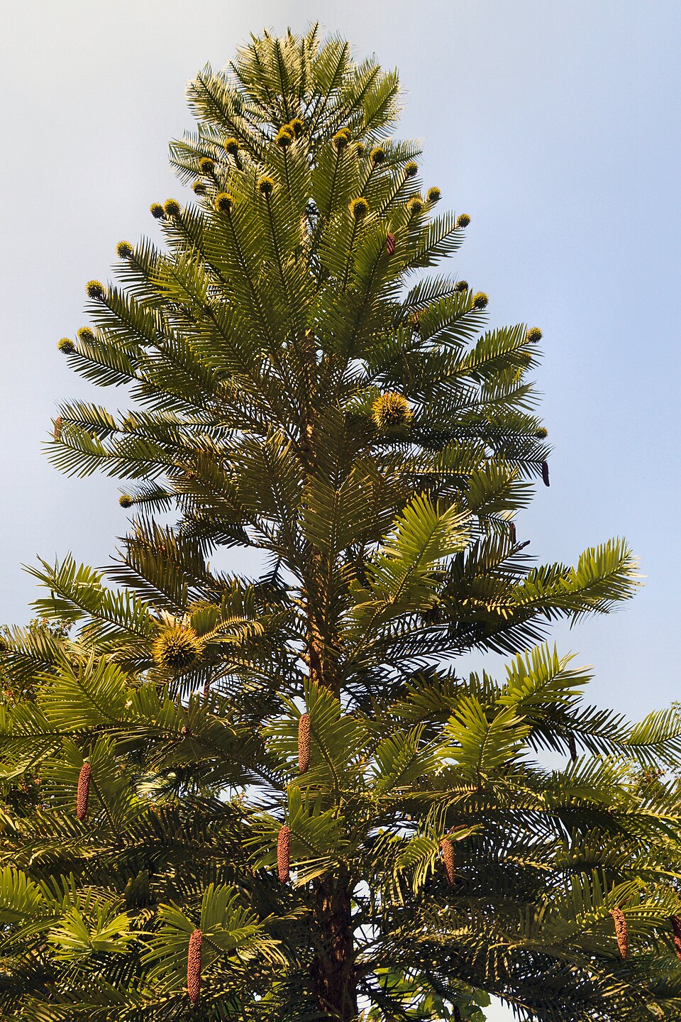 Wollemia nobilis - Von AndyScott - CC BY-SA 4.0, https://commons.wikimedia.org/wiki/File:Wakehurst_Place_woodland_Wollemi_pine.jpg