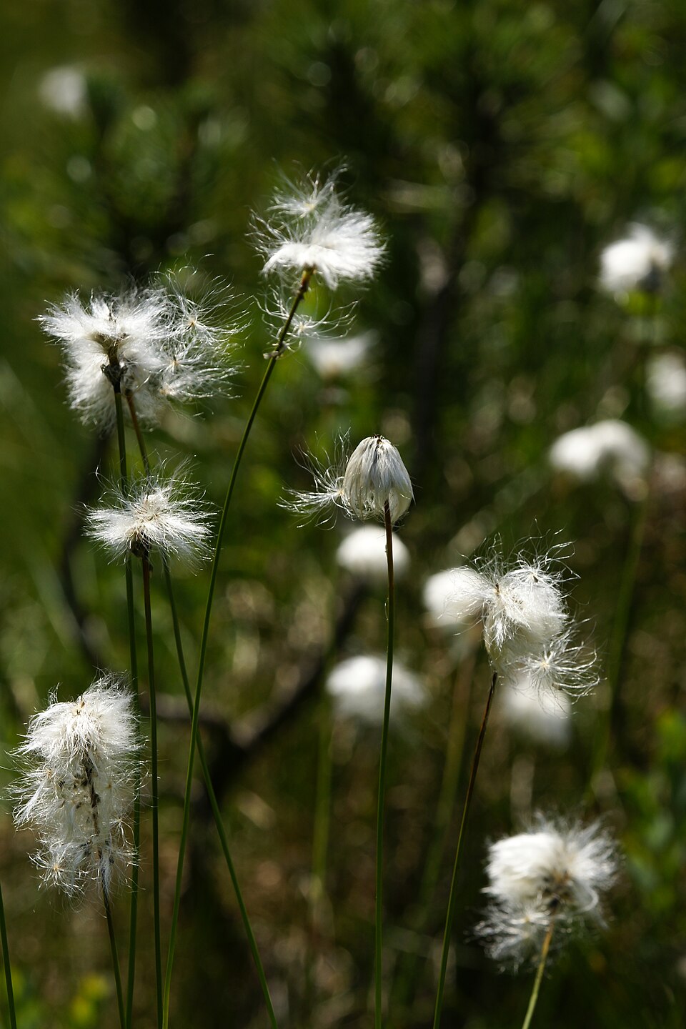 Wollgras - Von böhringer friedrich - CC BY-SA 2.5, https://commons.wikimedia.org/wiki/File:Scheiden-Wollgras_Eriophorum_vaginatum_2.jpg