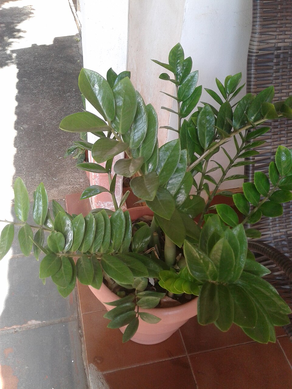 Zamioculcas zamiifolia - Von O fungo azul - CC0, https://commons.wikimedia.org/wiki/File:"Zamio_Mater"_Zamioculcas_zamiifolia_communis_plant.jpg