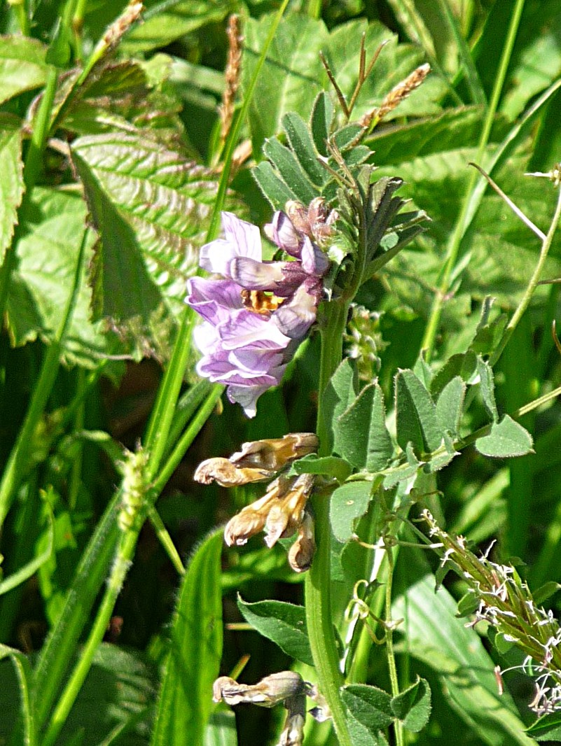 Zaun-Wicke - Von Konrad Lackerbeck - CC0, https://commons.wikimedia.org/wiki/File:Vicia_sepium_-_Zaun-Wicke_Kohlbruck.jpg