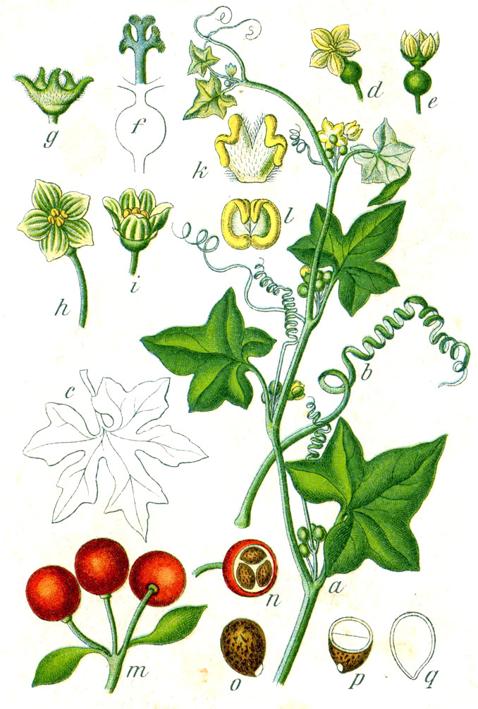 Zaunrübe - Von Johann Georg Sturm (Painter: Jacob Sturm) - Public domain, https://commons.wikimedia.org/wiki/File:Bryonia_dioica_Sturm64.jpg