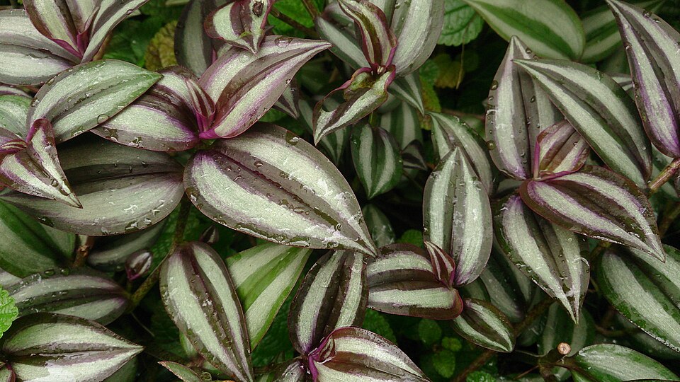 Zebra-Ampelkraut - Von Mokkie - CC BY-SA 4.0, https://commons.wikimedia.org/wiki/File:Silvery_Wandering_Jew_(Tradescantia_zebrina)_3.jpg