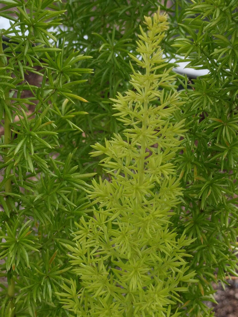 Zier-Spargel - Von Rudolphous - CC BY-SA 4.0, https://commons.wikimedia.org/wiki/File:20210623_Hortus_botanicus_Leiden_-_Asparagus_densiflorus.jpg