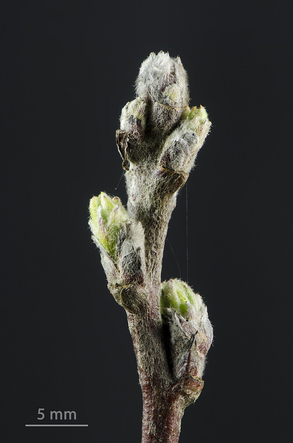 Zierapfel - Von Norbert Nagel - CC BY-SA 3.0, https://commons.wikimedia.org/wiki/File:Malus_florentina_-_Florentine_crabapple_-_hawthorn-leaf_crabapple_-_Italienischer_Zierapfel_-_05.jpg