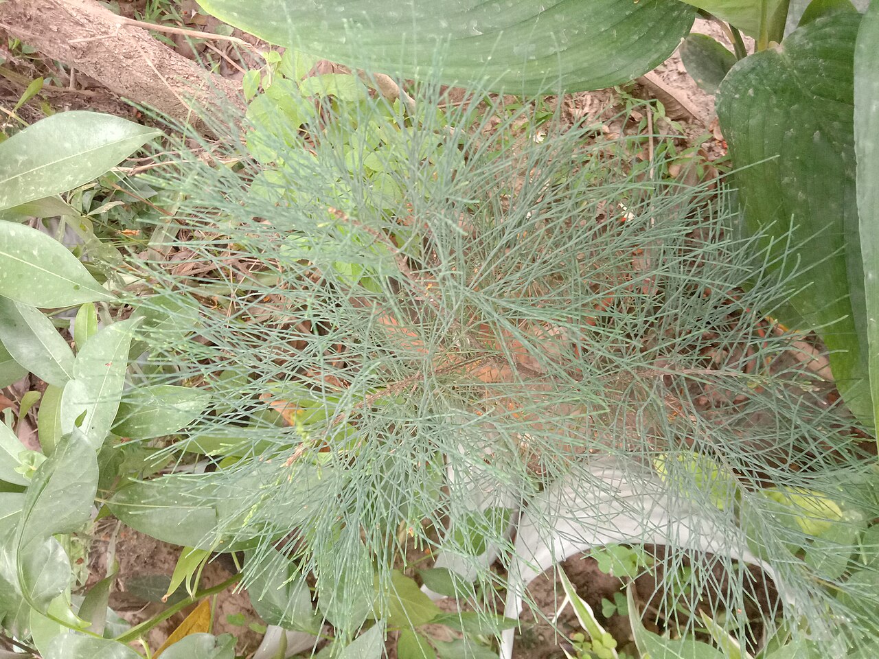 Ziergras - Von Billjones94 - CC BY-SA 4.0, https://commons.wikimedia.org/wiki/File:Florida's_ornamental_grasses_at_a_garden.jpg
