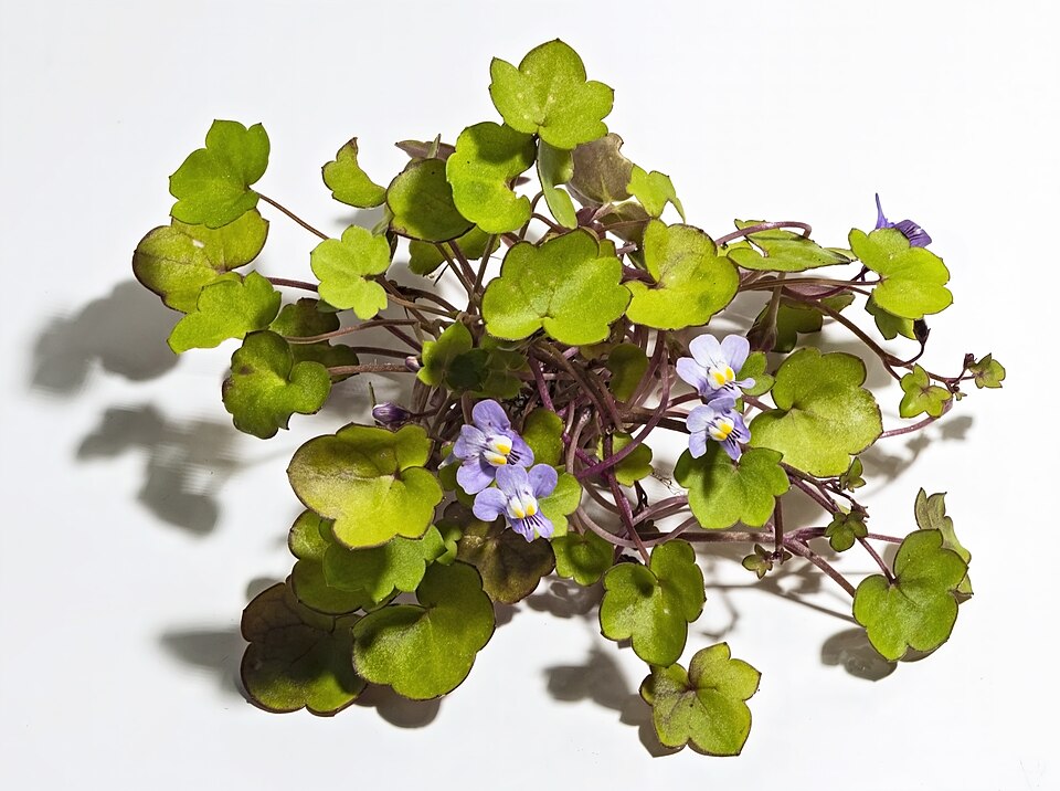 Zimbelkraut - Von Didier Descouens - CC BY-SA 4.0, https://commons.wikimedia.org/wiki/File:(MHNT)_Cymbalaria_muralis.jpg