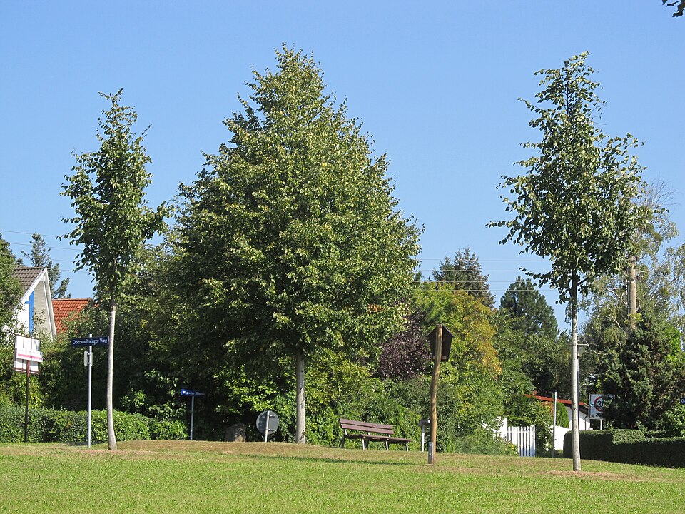 Zimmerlinde - Von DynaMoToR - CC BY-SA 4.0, https://commons.wikimedia.org/wiki/File:Zimmerlinde_Pappritz_Sommer_(2).jpg