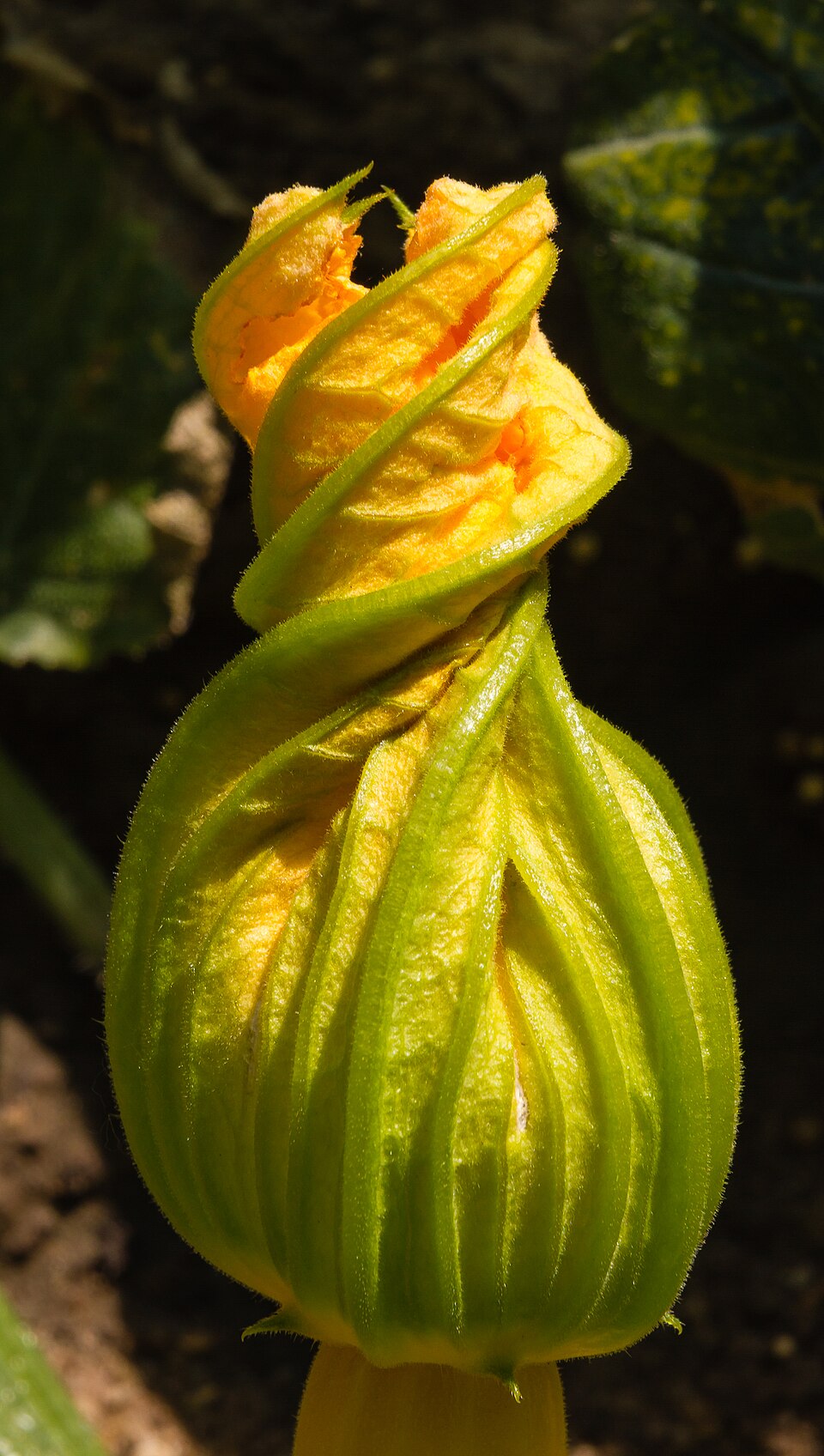 Zucchini - Von Friedrich Haag - CC BY-SA 4.0, https://commons.wikimedia.org/wiki/File:2014_06_23_032_Zucchiniblüte.jpg
