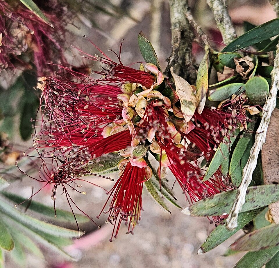 Zylinderputzer - Von Eric Polk - CC BY-SA 4.0, https://commons.wikimedia.org/wiki/File:Callistemon_'Little_John'_flowers_-_HNT.jpg
