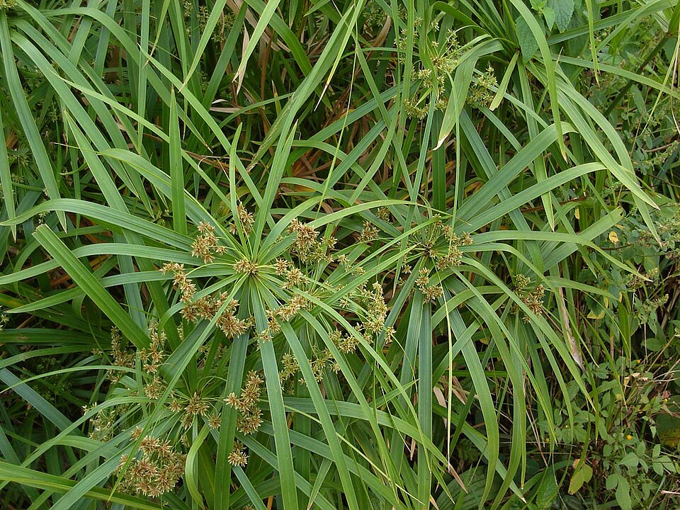 Zyperngras - Von Tauʻolunga - CC BY-SA 3.0, https://commons.wikimedia.org/wiki/File:Cyperus_alternifolius.jpg
