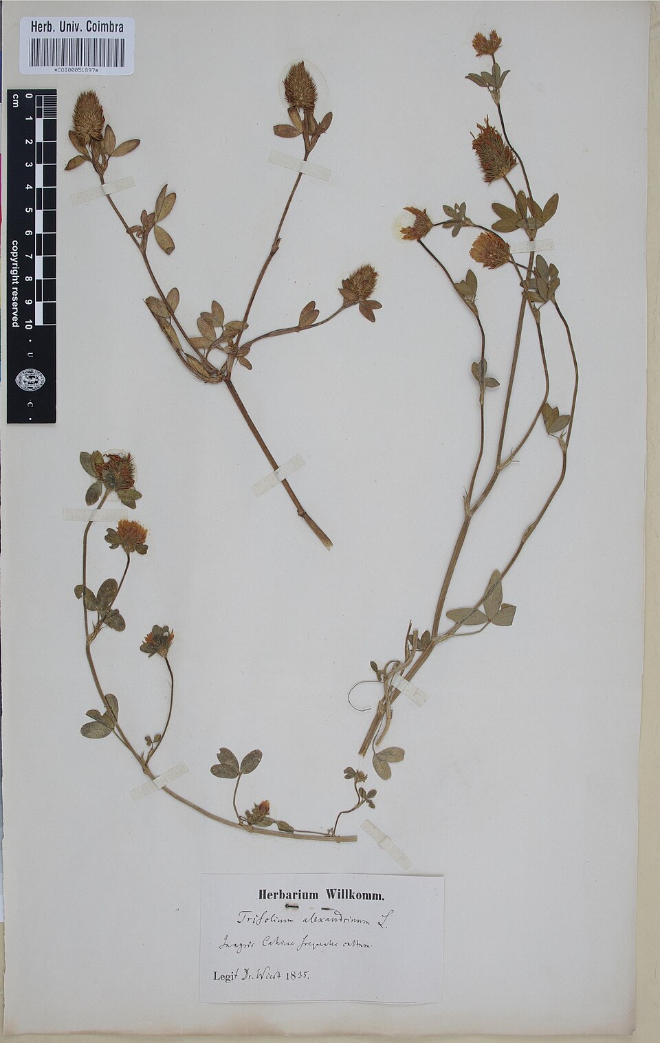 Ägyptischer Klee - Von Herbarium of the University of Coimbra (COI)  - CC BY 4.0, https://commons.wikimedia.org/wiki/File:COI00051897_-_Trifolium_alexandrinum_-_Wiest,_Anton_Johann_Mathias_-_s.n..jpg