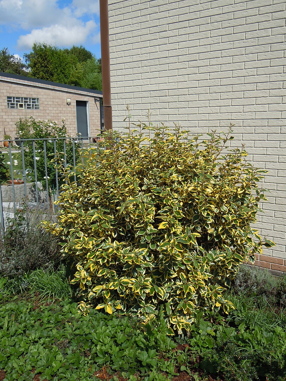 Ölweide - Von Sdicke - CC BY-SA 4.0, https://commons.wikimedia.org/wiki/File:Wintergrüne_Ölweide_in_Bochum-Linden.jpg